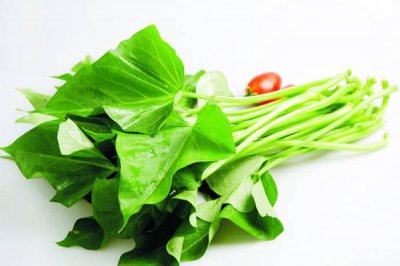 红薯叶种植 阳台红薯叶养护技巧