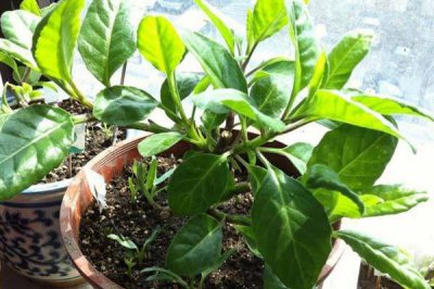 紫背菜怎么种？ 紫背菜阳台种菜视频