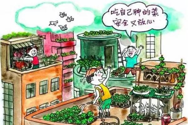 阳台种菜试过吗？都市菜农STYLE走起！