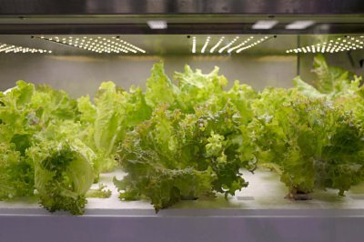 阳台种生菜难吗 生菜种植全流程详解