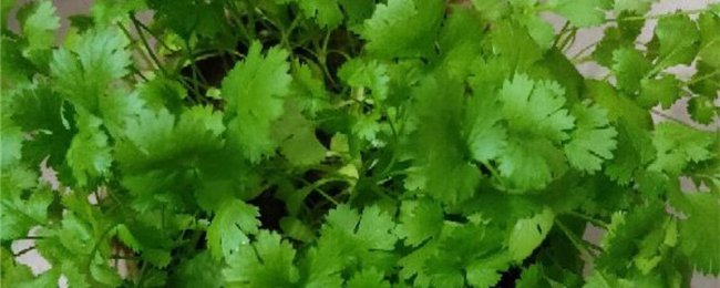 阳台香菜的种植方法
