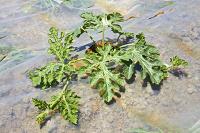 阳台能种西瓜吗？西瓜家庭种植全流程解析