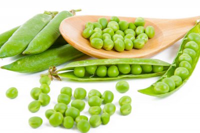 阳台豌豆种植技巧 豌豆阳台栽培全指南