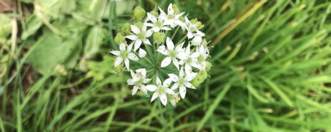 阳台韭菜怎么种
