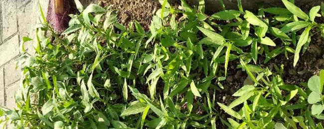 空心菜的阳台种植技巧