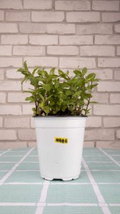 阳台种薄荷难成活？薄荷 家庭种植技巧全解析