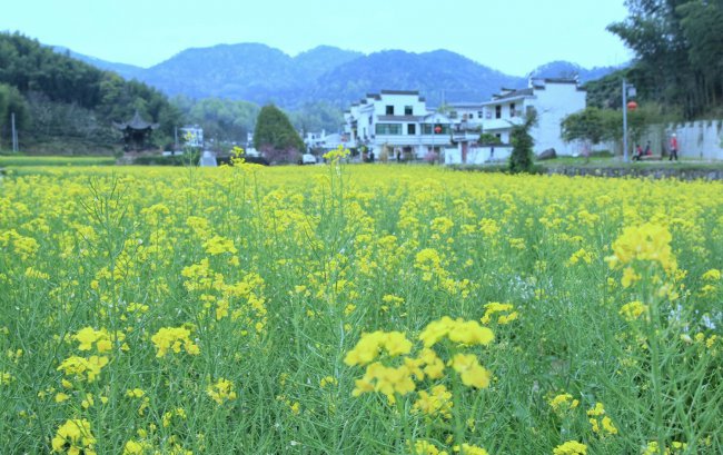 油菜花黄叶的原因和处理办法