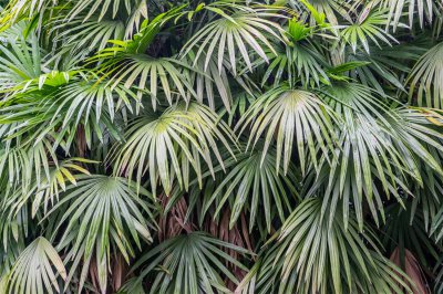 棕竹水养植物 棕竹客厅养护全指南