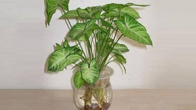 合果芋水培养护指南 合果芋客厅绿植造型