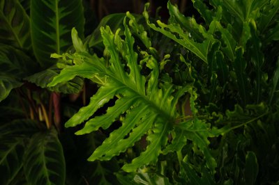 客厅绿植选什么？春羽 水养植物养护全解析