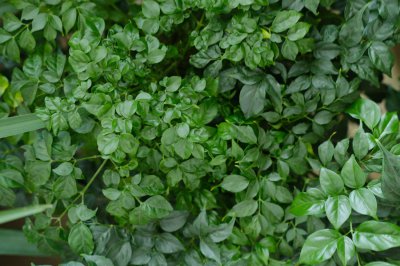 菜豆树 水养植物养护技巧 客厅绿植推荐