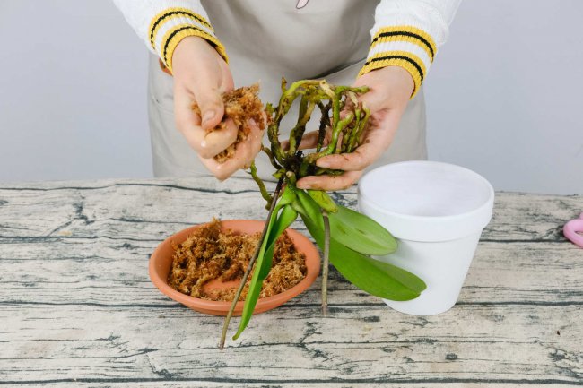蝴蝶兰叶子开裂是什么原因