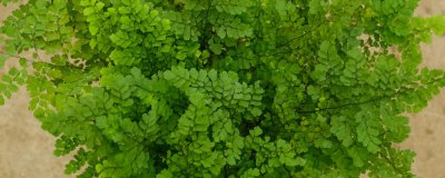 室内光线不足怎么办 耐阴植物盆栽推荐