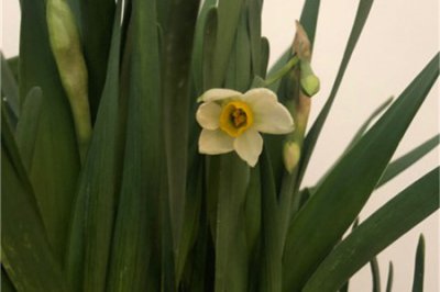 水仙花不开花怎么办 水仙花光长叶养护技巧
