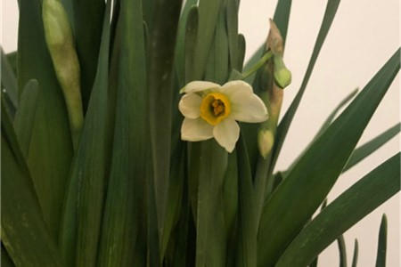 水仙花光长叶不开花怎么办