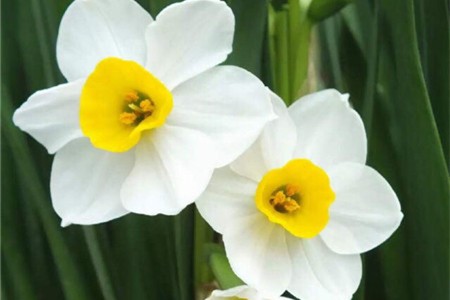 水仙花光长叶不开花怎么办