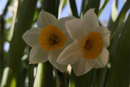 水仙花光长叶不开花怎么办