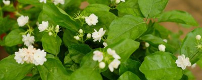 室内香花盆栽推荐 净化空气又养眼的绿植选择