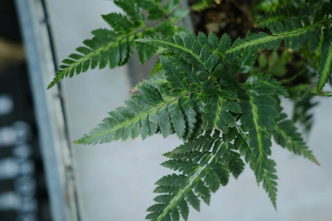 最耐阴的十大室外植物