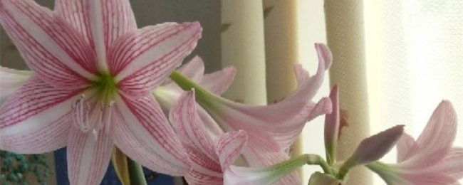 朱顶红不开花怎么办