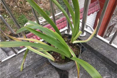 朱顶红不开花怎么回事 朱顶红催花技巧