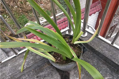 朱顶红不开花怎么办