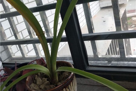 朱顶红不开花怎么办