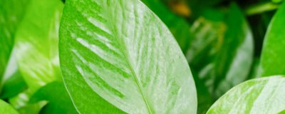 新手适合养什么植物 6种室内盆栽不费心好打理