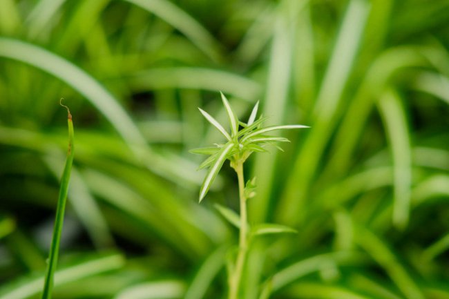 最好养的室内盆栽植物有哪些