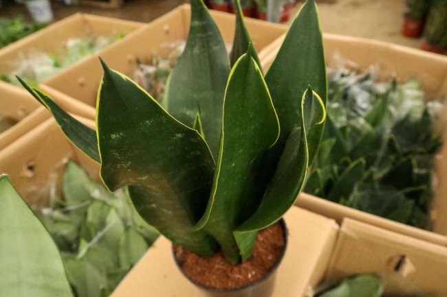 最好养的室内盆栽植物有哪些
