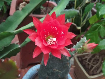 令箭荷花叶子发软怎么办 令箭荷花养护难题解析