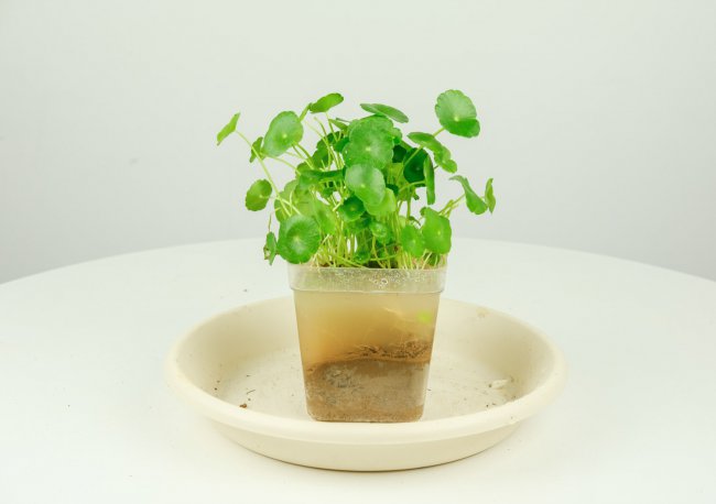 十种室内最好养的植物盆栽