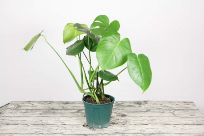 龟背竹养护禁忌 四类家庭慎入绿植坑