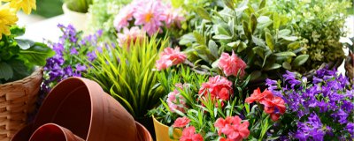 路边螺旋小花竟是?；ぶ参铮?绶草生态价值引关注