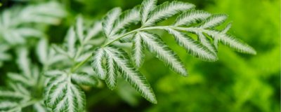 植物如何延续生命 植物生殖方式全解密