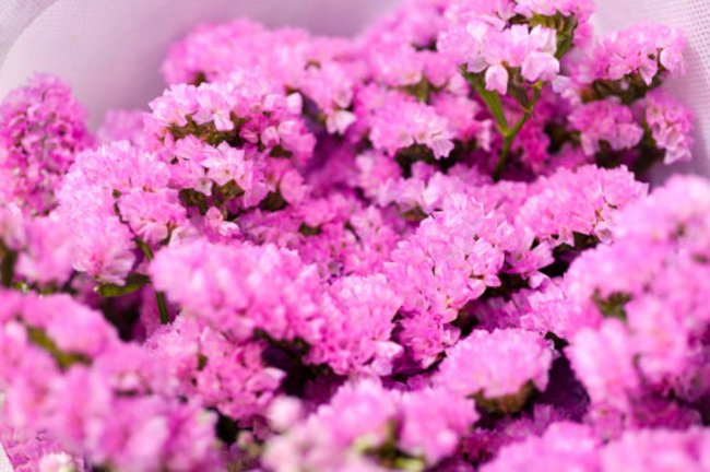 祭拜用什么花