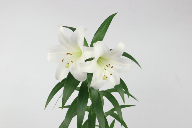 祭拜用什么花