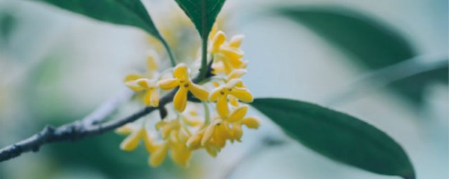 双鸭山适合养什么花