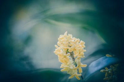 古典花卉雅称 古代名花别称与文化寓意