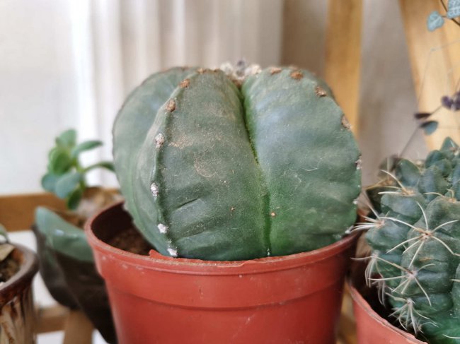 仙人球开白花是好事吗