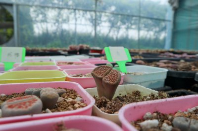 生石花为何突然萎蔫？ 生石花根粉蚧防治指南