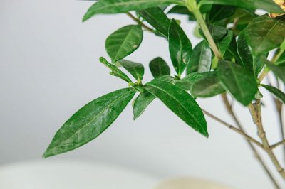 栀子花为何黄叶掉苞？栀子花养护4大关键点