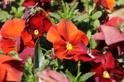 恩施花卉种植全选品 月季如何成市花代表