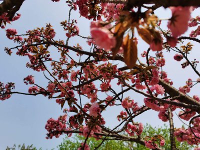 宜昌家庭养花如何挑选品种 市花市树象征意义解读