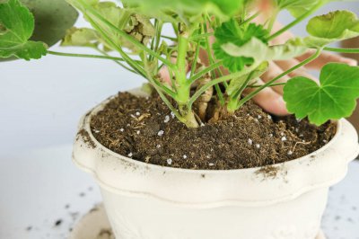 天竺葵黄叶怎么办 天竺葵养护难题解析
