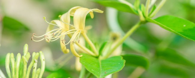 金银花常见虫害防治方法