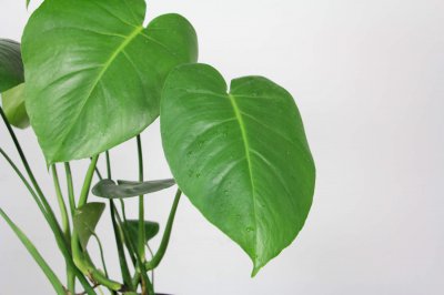 龟背竹为何总生虫害？ 龟背竹病虫害防治全解析