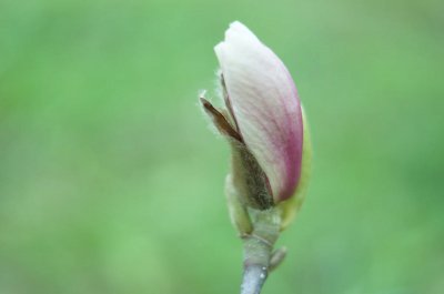 衡阳家庭养花选哪些品种 市花市树有何象征意义