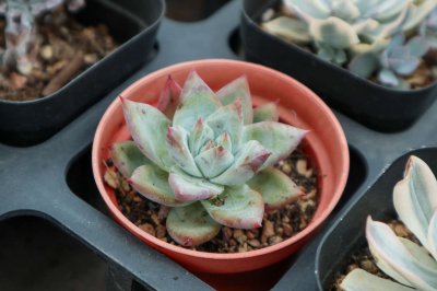 多肉植物虫害如何根治？ 多肉植物虫害防治指南