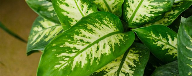 30种耐阴植物室内盆栽